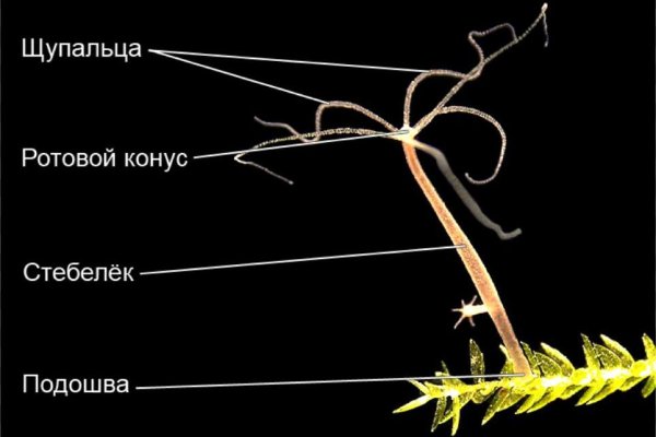 Кракен купить наркоту